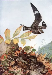 Capa de Bacurau